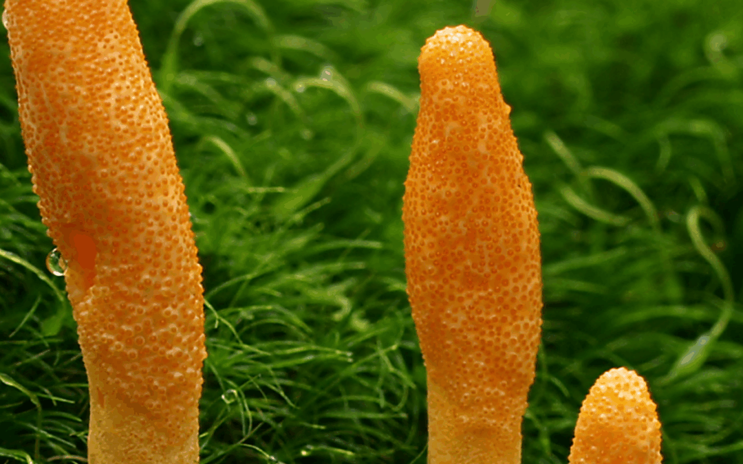 Cordyceps – Der König der Vitalpilze: Was ihn so besonders macht und wie du seine Kraft optimal nutzt