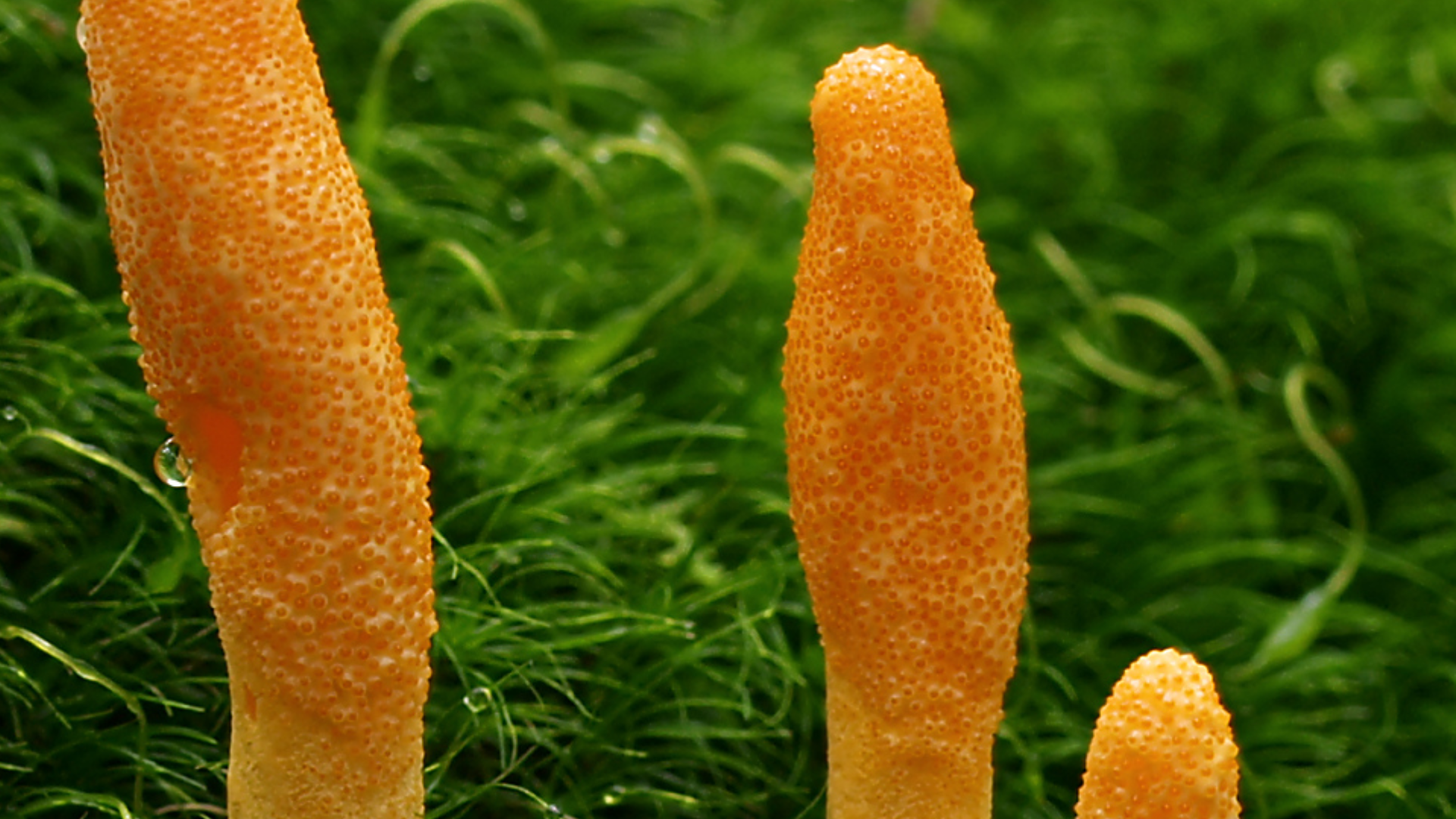 Cordyceps – Der König der Vitalpilze