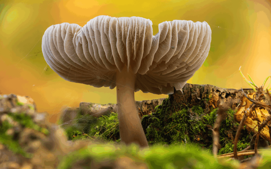 So wirken Vitalpilze auf Körper, Geist und Energielevel