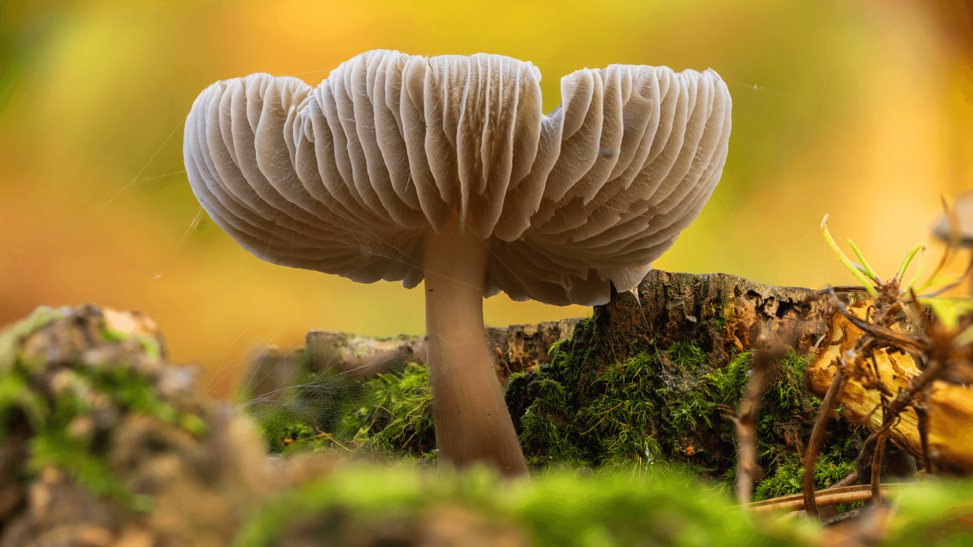 So wirken Vitalpilze auf Körper, Geist und Energielevel